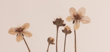 Detail of Grass of Parnassus herbarium sheet