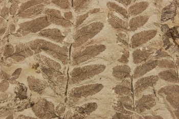 photograph of a fossil detailing leaves of plant