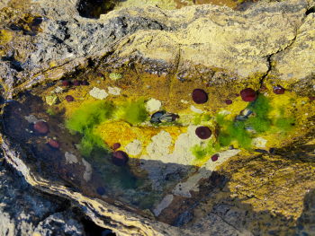 The image shows a rockpool.  Inside the rockpool there are mussels.  There are also anemones and seaweed.