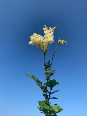 A Meadowsweet is pictured against a blue sky. The plant has green leaves at the base leadingup to a white/yellow flowering plant.