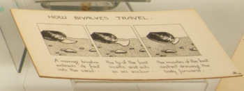 Illustration by Robert Rendall: ‘How Bivalves Travel’ - I thought it looked like a comic book strip or an animation storyboard.  This now features in the Museum’s temporary ‘Living Wrecks’ exhibition.