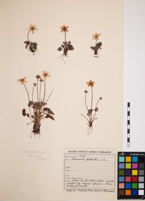 Grass of Parnassus Parnassia palustris specimen in Magnus Spence Herbarium. Photo by Rebecca Marr (c) Stromness Museum  