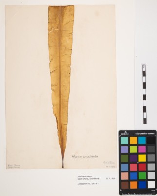 Alaria esculenta seaweed collected by Robert Rendall. Photo by Rebecca Marr (c) Stromness Museum 