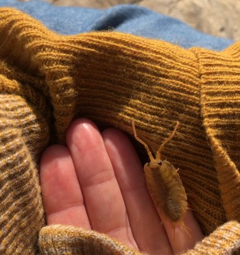 a close up of a sea slater crawling in a person's hand.  You can see four fingers which are resting in the mustard coloured sweater.