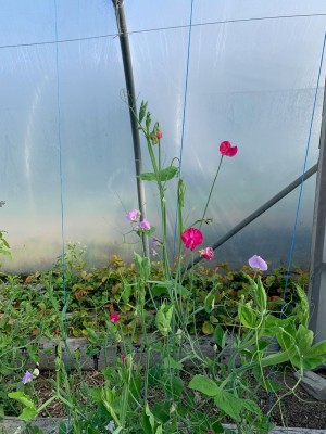 a sweetpea flower is in the  centre of the image, with pinl and purple flowers.  There are other plants behind, gowing in a poly tunnel