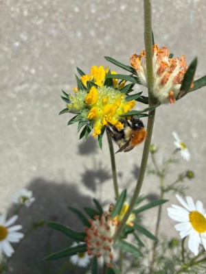 A Carder bee on Kidney Vetch plant in a planter