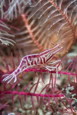 Feather-star shrimp © Richard Shucksmith