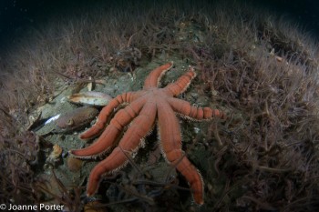 Seven armed starfish in Horse mussel bed © Joanne Porter