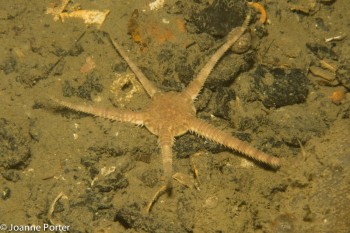 Common brittle star © Joanne Porter