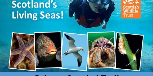 Dive into Scotland's living seas!
