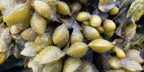 Seaweed