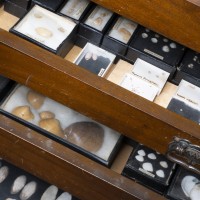 Photograph of several drawers containing shells