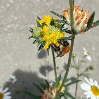 A Carder bee on Kidney Vetch plant in a planter