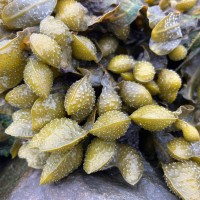 Seaweed
