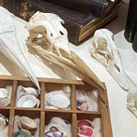4 bird skulls in museum display cabinet alongside other items 
